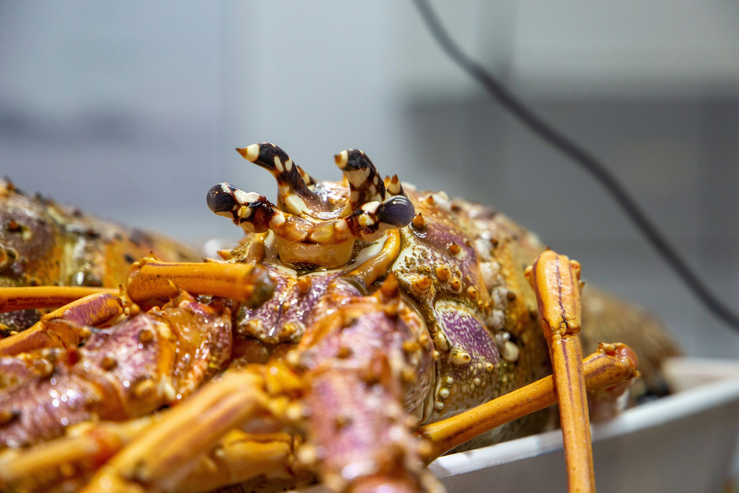 Moreton Bay Bug